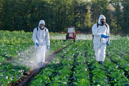 How Fungicides Help Prevent Crop Diseases and Improve Quality