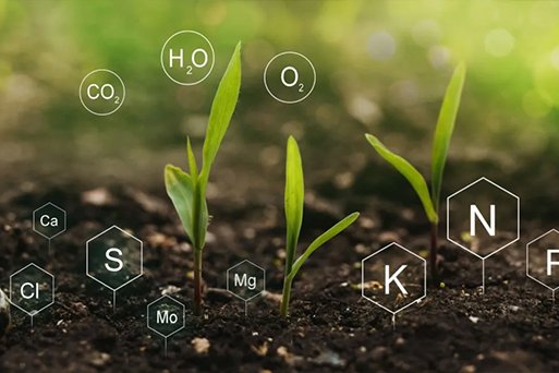 Plant Nutrition: The Key to Strong Growth and Higher Crop Yield
