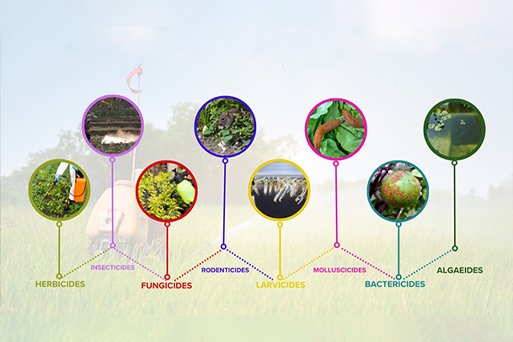 Importance of Insecticides in Protecting Crop Yield